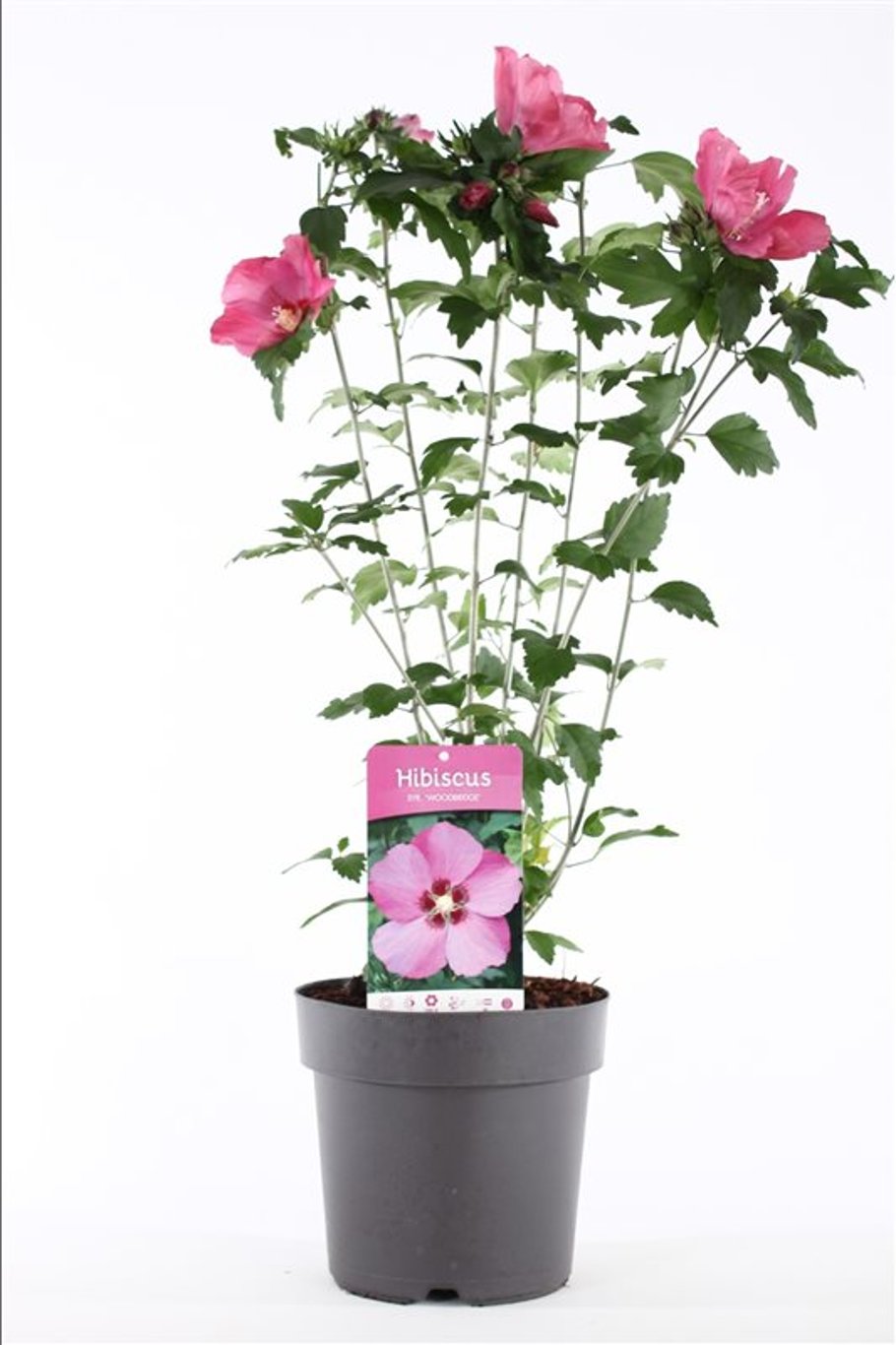 Hibiscus syr. 'Woodbridge' - C5